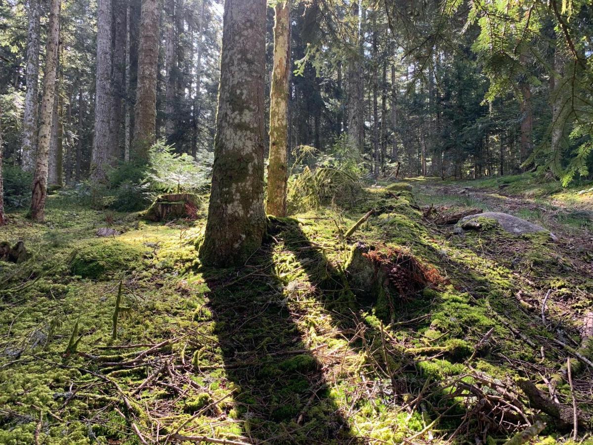 Gite " Oree Des Bois" Vertolaye Exterior photo